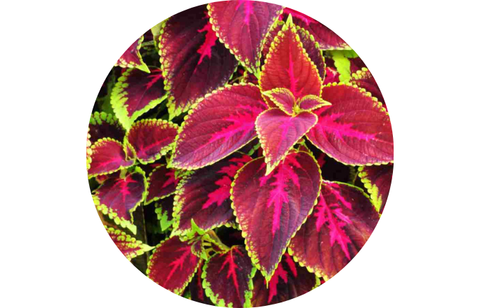 coleus