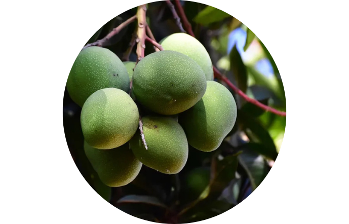 African mango